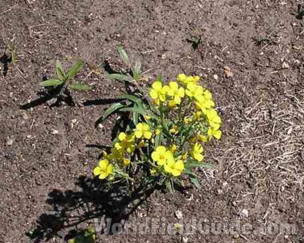 Habitat View<br>(Location of Picture: Wildcat Canyon, Nr Fort Worth, 2007)