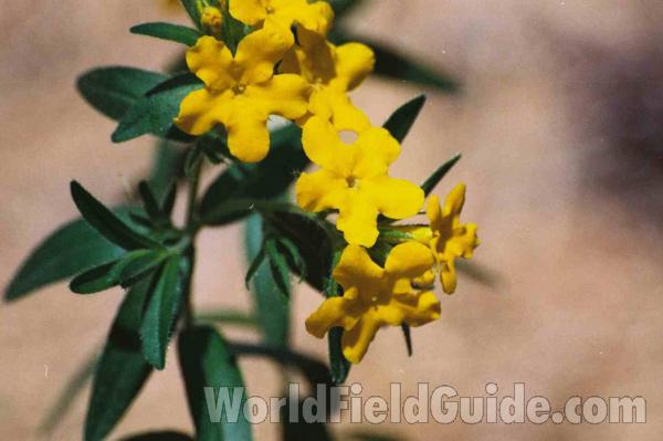 Flowers and Leaves<br>(Location of Picture: East Texas, USA, 2007)
