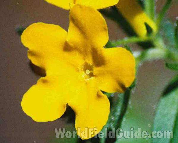 Flower - Very Close View -front View<br>(Location of Picture: East Texas, USA, 2007)