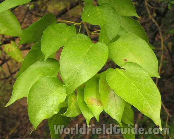 Leaves<br>(Location of Picture: Loyd Park, Texas, 2007)