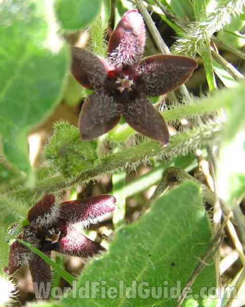 Flower and Stem Front View<br>(Location of Picture: Hilll Country, Texas, USA, 2007)