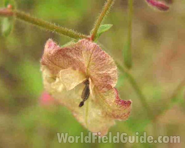 Flower - Close View<br>(Location of Picture: Lbj Grasslands, Texas, USA, 2007)