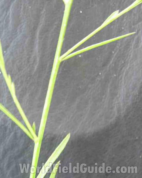 Stem and Leaves<br>(Location of Picture: East Texas, USA, 2007)