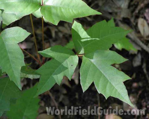 Leaves<br>(Location of Picture: Wildcat Canyon, Near Ft Worth, Tx)