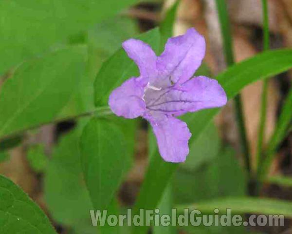 Flower<br>(Location of Picture: East Texas, USA, 2007)