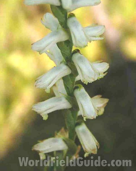 Flowers and Stem<br>(Location of Picture: Sundew Trail, Texas, USA, 2007)