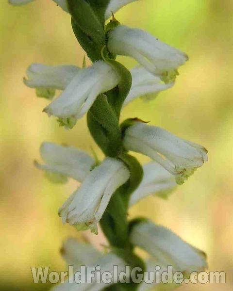 Flowers<br>(Location of Picture: Sundew Trail, Texas, USA, 2007)
