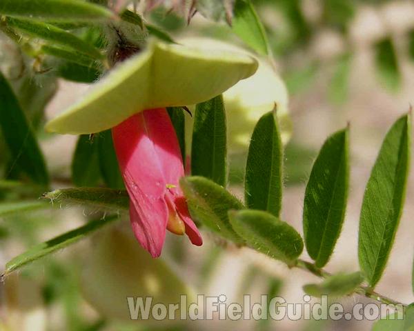 Flower - Top View - Close<br>(Location of Picture: East Texas, USA, 2007)