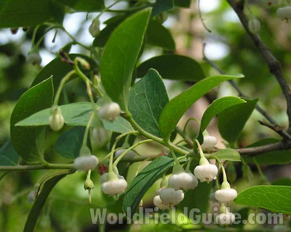Leaves and Flowers<br>(Location of Picture: Sonnias, Tyler, Texas, USA, 2007)