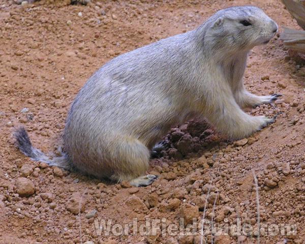 Mounted in  Bio Scape<br>(Location of Picture: Caballa, Texas, 2007)
