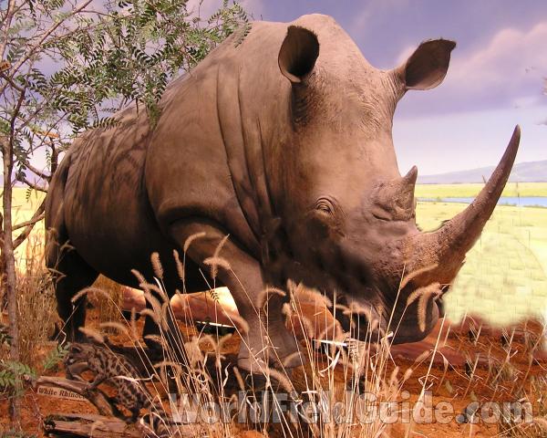 Mounted - Front View - in  Bioscape<br>(Location of Picture: Caballas, Texas, USA, 2007)
