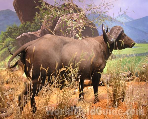 Mounted in  Bio Scape - Side View<br>(Location of Picture: Caballas, Texas, USA, 2007)