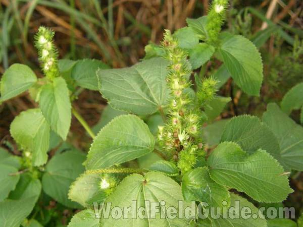 Top Of Plant in  Bloom<br>(Location of Picture: Loyd Park,  grand Prairie, Tex, '08)