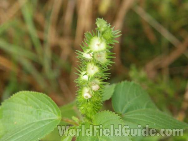 Flower Stalk<br>(Location of Picture: Loyd Park,  grand Prairie, Tex, '08)