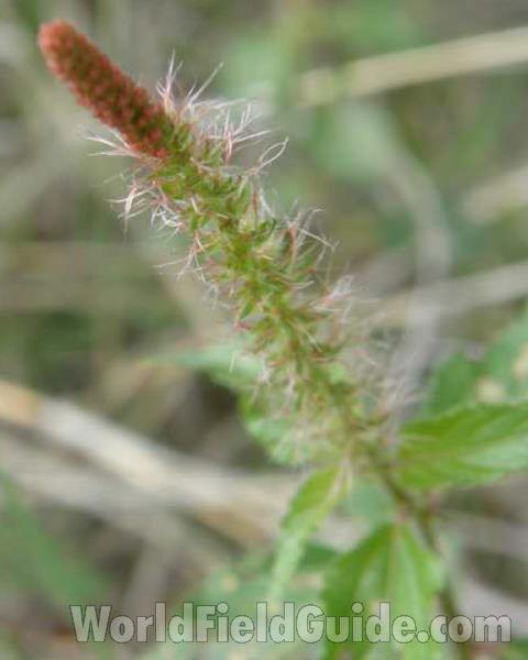Top Of Plant in  Bloom<br>(Location of Picture: Loyd Park, Grand Prairie, Texas, 08)
