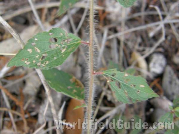 Stem and Leaf - Close View<br>(Location of Picture: Loyd Park, Grand Prairie, Texas, 08)