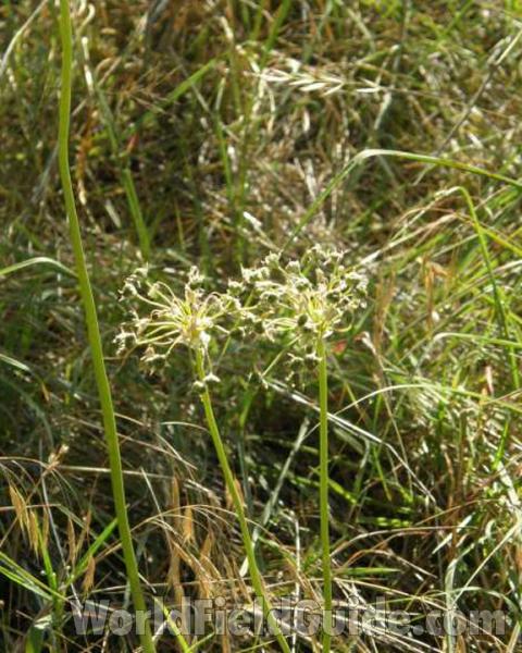 Flower Head<br>(Location of Picture: Sabine, East Texas, USA, 2008)