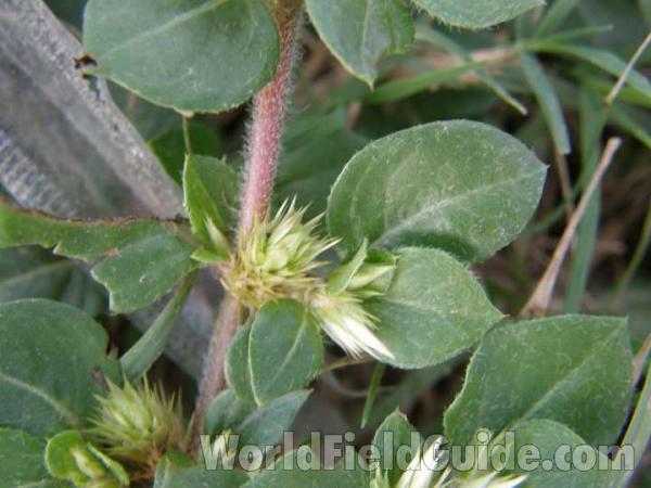 Close View Of Stem and Flower<br>(Location of Picture: Lake Worth, Texas, 2008)