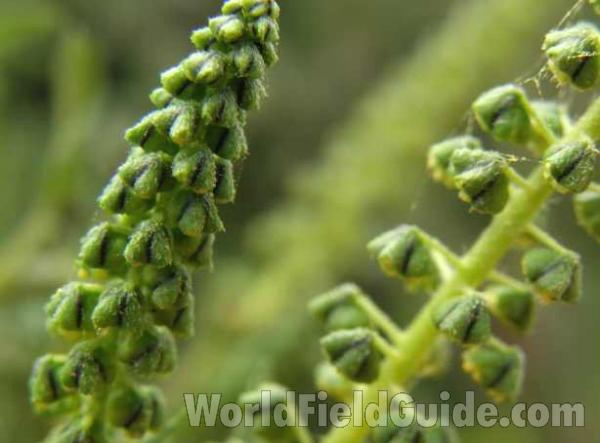 Flower Stalk<br>(Location of Picture: Loyd Park, Grand Prairie, Texas, 08)