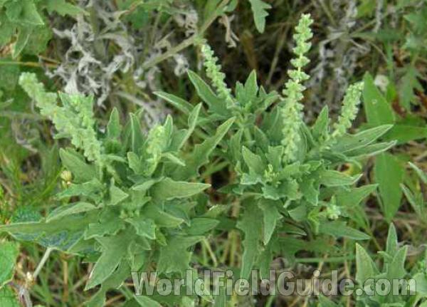 Habitat View<br>(Location of Picture: Loyd Park, Grand Prairie, Texas, 08)