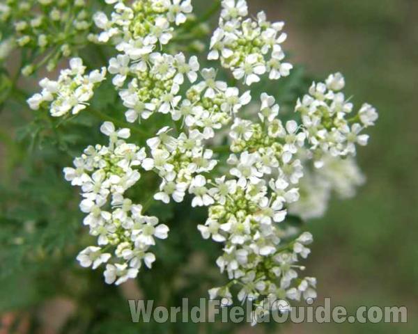 Flowers - Close View<br>(Location of Picture: Stella Rowan, Texas, USA, 2008)
