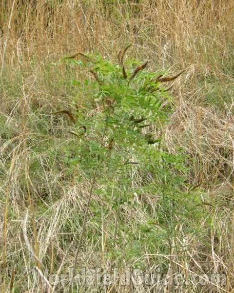 Habitat View<br>(Location of Picture: Sabine, Texas, USA, 2008)