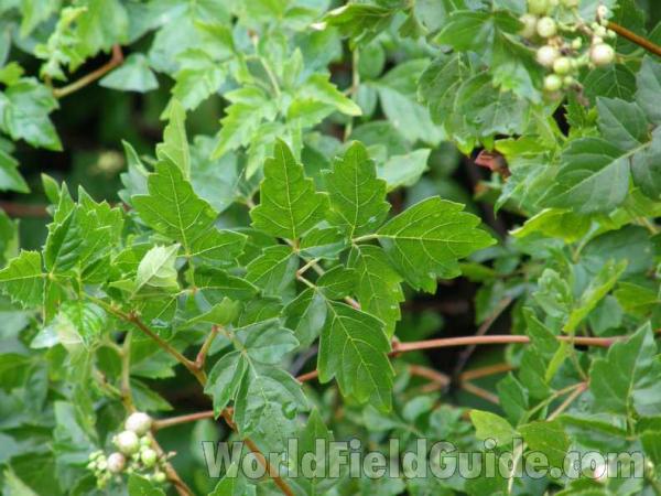 Leaves<br>(Location of Picture: Loyd Park, Grand Prairie, Texa,s 08)
