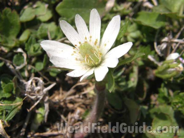 Flower - Angle View<br>(Location of Picture: Cleburne, Texas, USA, 2008)