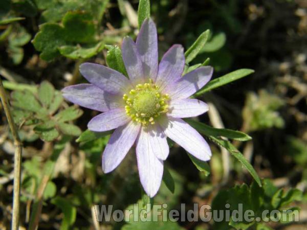 Flower - Front View<br>(Location of Picture: Sabine, Texas, 2008)