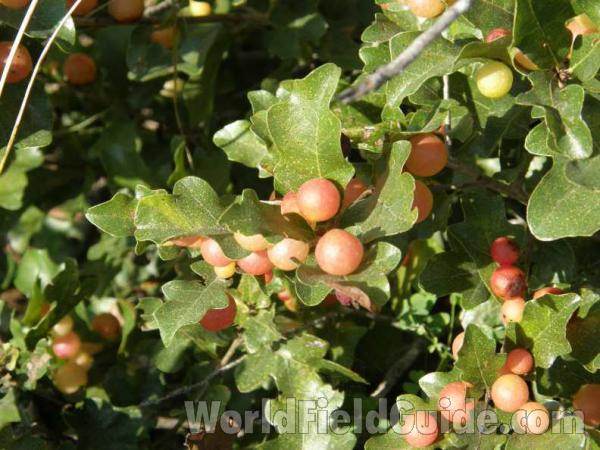 Galls On Oak Leaves<br>(Location of Picture: Possum King, Texas, USA, 2008)