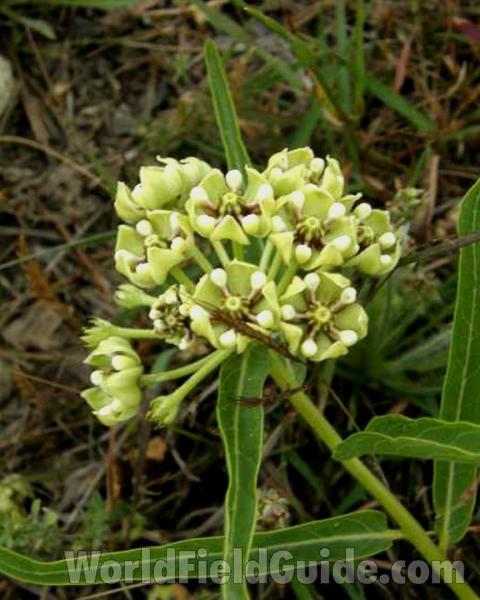 Top Of Plant in  Bloom<br>(Location of Picture: San Antonio, Texas, 2008)