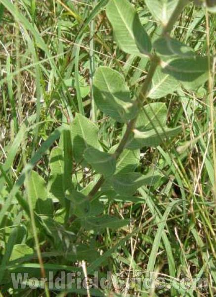 Stem and Leaves<br>(Location of Picture: Penbrook, Texas, USA, 2008)