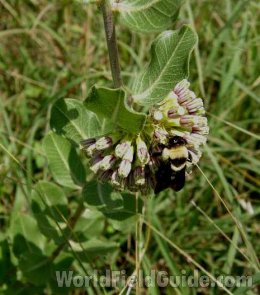 Flowers With Leaves and Bee<br>(Location of Picture: Penbrook, Texas, USA, 2008)