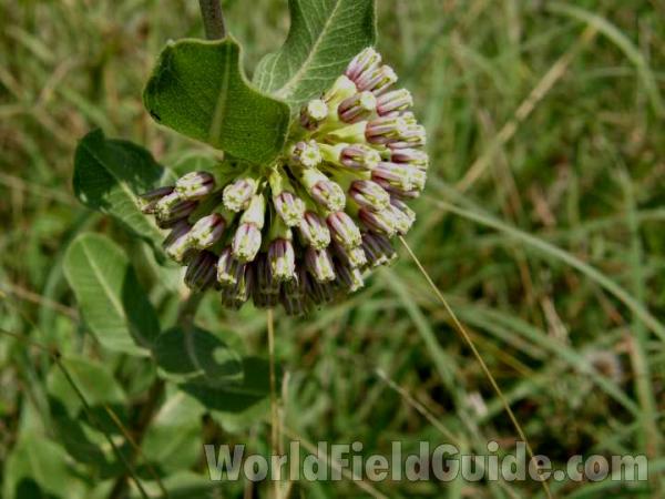 Flower Head<br>(Location of Picture: Penbrook, Texas, USA, 2008)