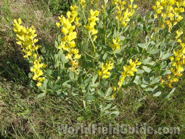 Habitat View Of Plant in  Bloom<br>(Location of Picture: Caddo, Texas, USA, 2008)
