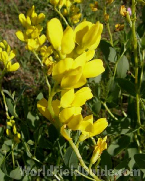 Flower Raceme<br>(Location of Picture: Caddo, Texas, USA, 2008)