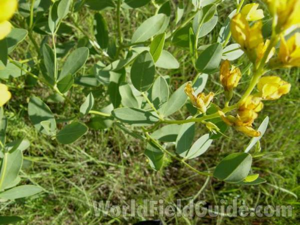 Leaves<br>(Location of Picture: Caddo, Texas, USA, 2008)