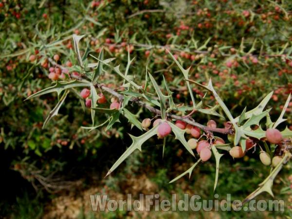 Branch With Fruit<br>(Location of Picture: Stella Rowan, Texas, USA, 2008)