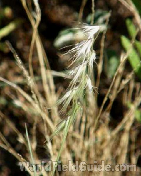 Top Of Plant in  Bloom<br>(Location of Picture: Eagle Mountain, Texas, USA, 2008)