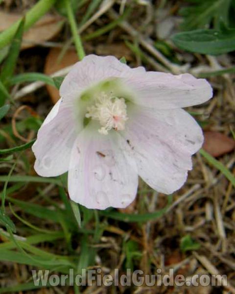 Flower - Close View<br>(Location of Picture: Meridan, Texas, 2008)