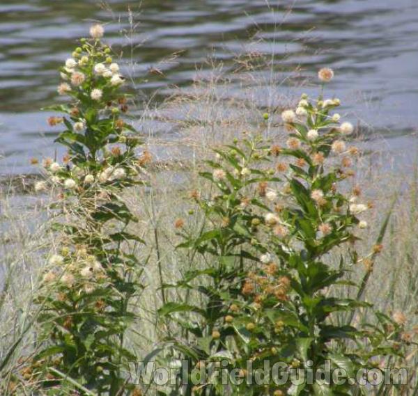 Habitat View<br>(Location of Picture: Possum King, Texas, USA, 2008)