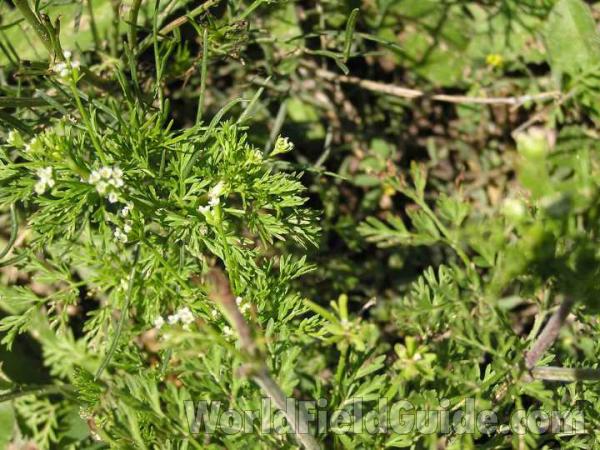 Top Of Plant in  Bloom<br>(Location of Picture: Wildcat Canyon, Nr Ft Worth, 2008)