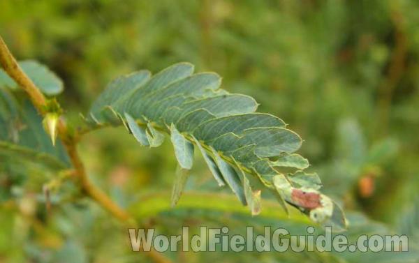 Leaf<br>(Location of Picture: Ray Roberts, Texas, USA, 2008)