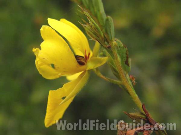 Flower - Side View<br>(Location of Picture: Ray Roberts, Texas, USA, 2008)