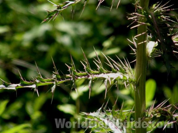 Leaves and Stem<br>(Location of Picture: Sonnias, East Texas, USA, 2008)
