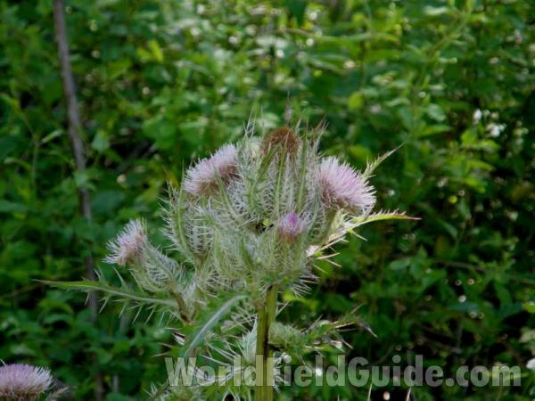Top Of Plant in  Bloom<br>(Location of Picture: Sonnias, East Texas, USA, 2008)