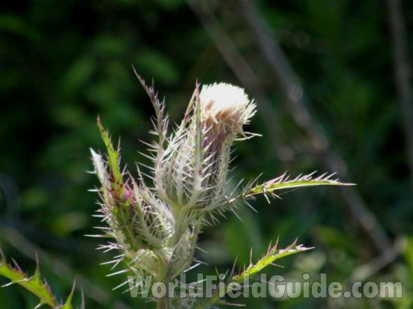 Seed Head<br>(Location of Picture: Sonnias, East Texas, USA, 2008)