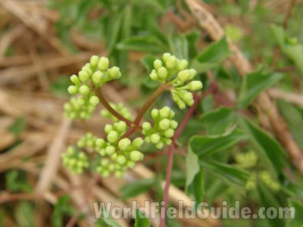 Flower Head<br>(Location of Picture: Loyd Park, Texas, Ua, 2008)