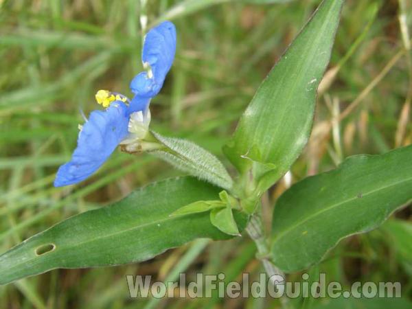 Flower - Side View and Leaves<br>(Location of Picture: Meridan, Texas, USA, 2008)