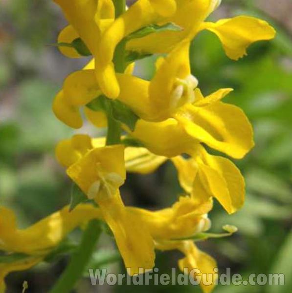 Flower - Close View<br>(Location of Picture: Granger, Texas, USA, 2008)